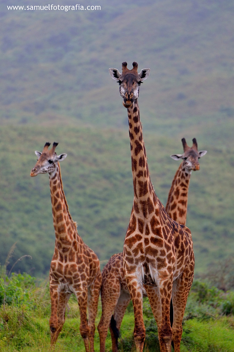 Trio di Giraffe