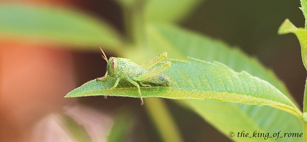 ancora la cavalletta.. ma stavolta in bella posa