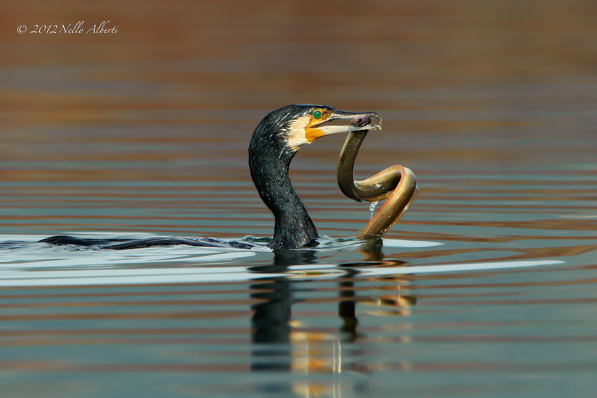 cormorano con preda