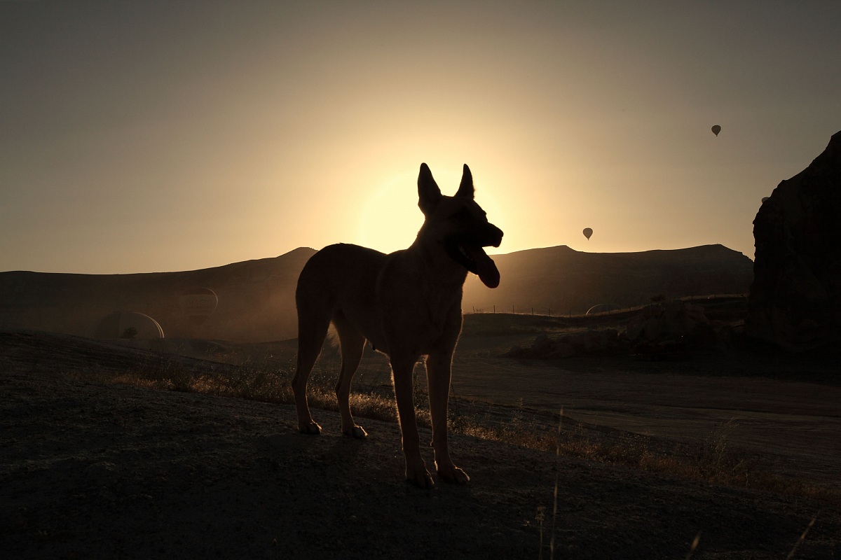 Stray dog and air balloons