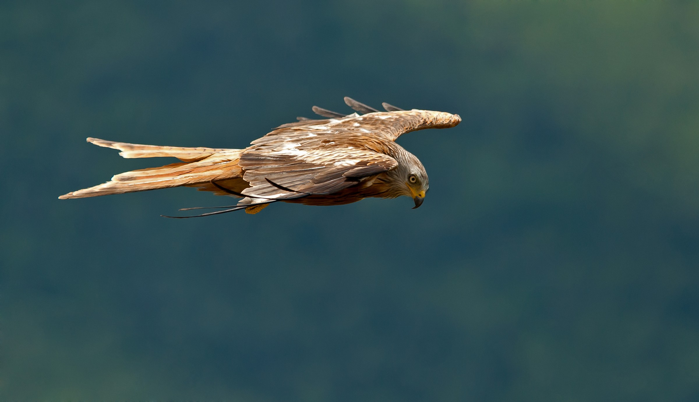 volare con i Nibbi reali
