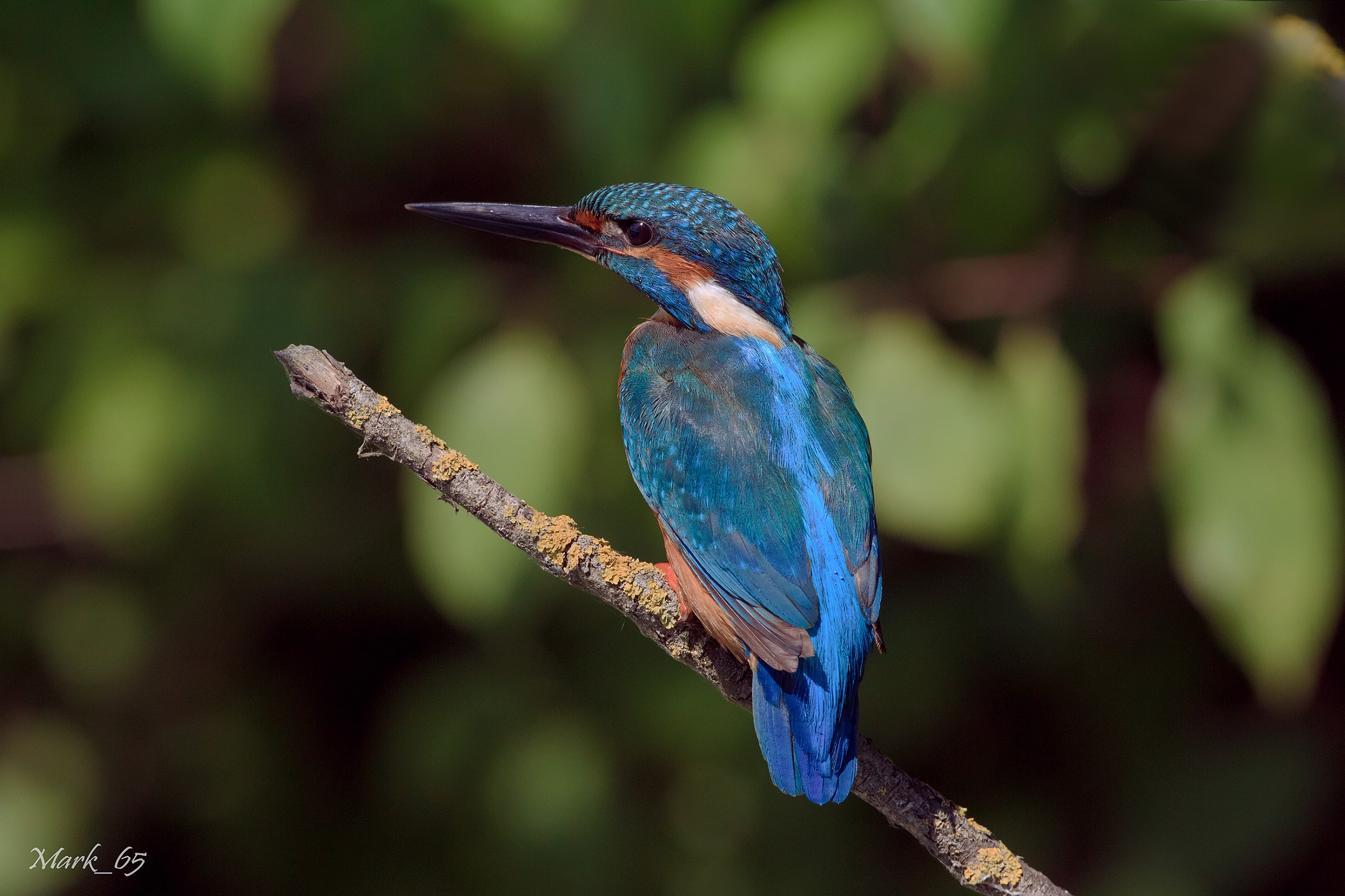 Alcedo atthis