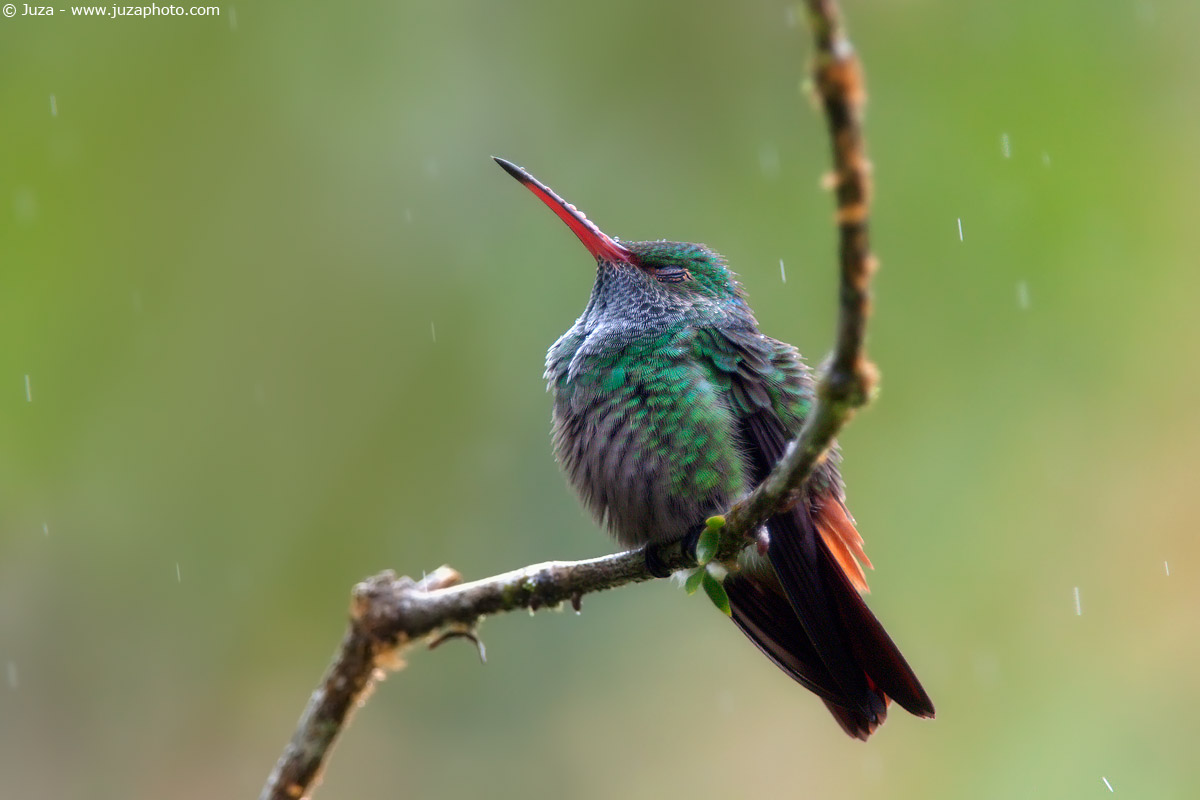 Amazilia tzacatl (Colibri), 010895