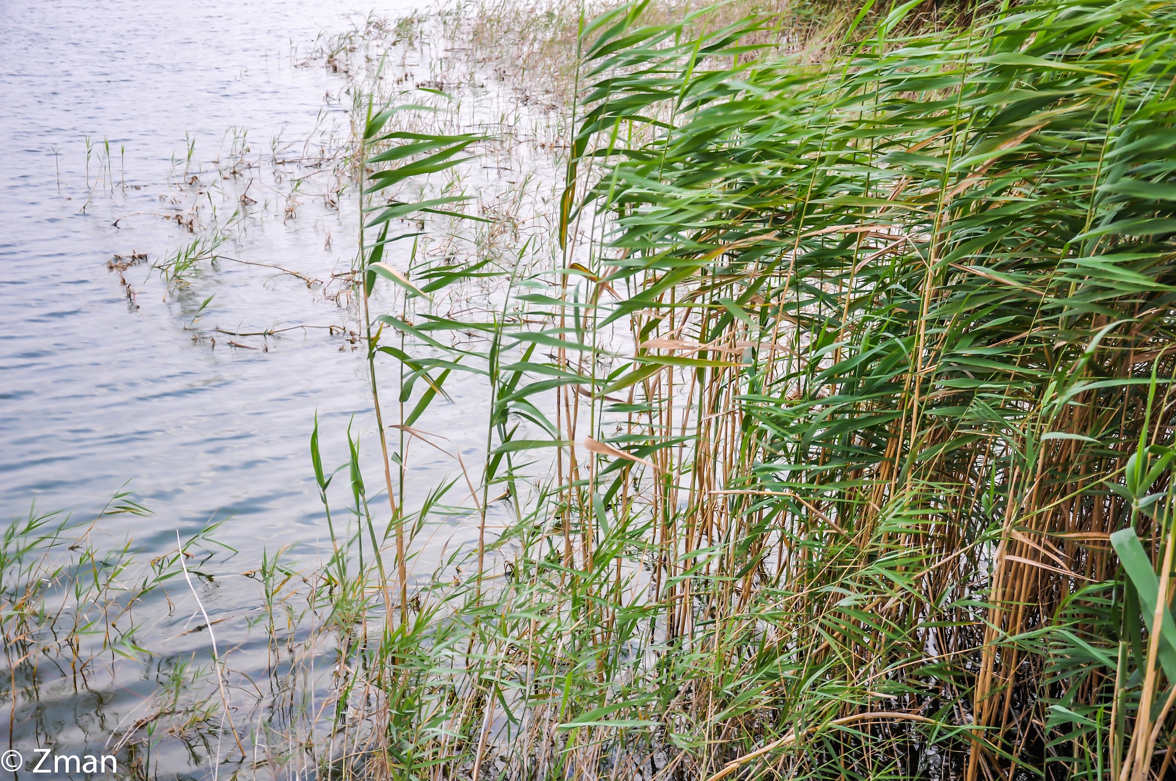 The Water Hazard in City Golf Course