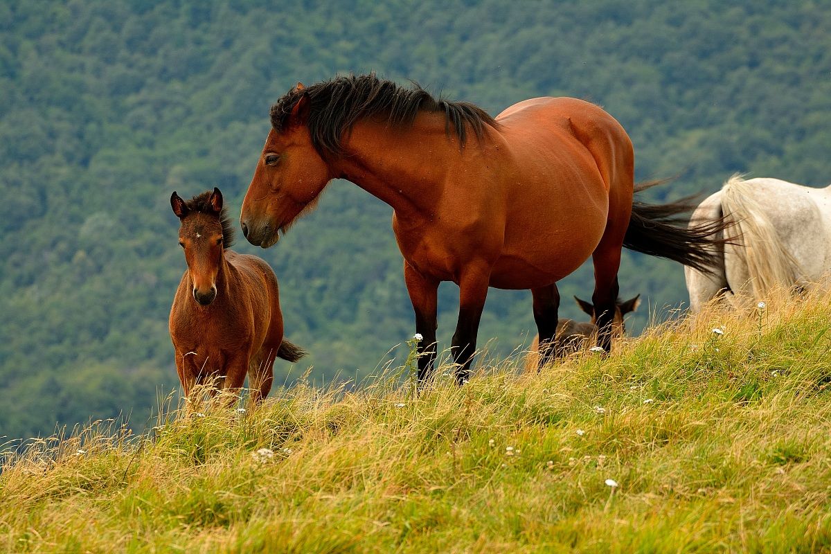 Cavalli in piena libertà