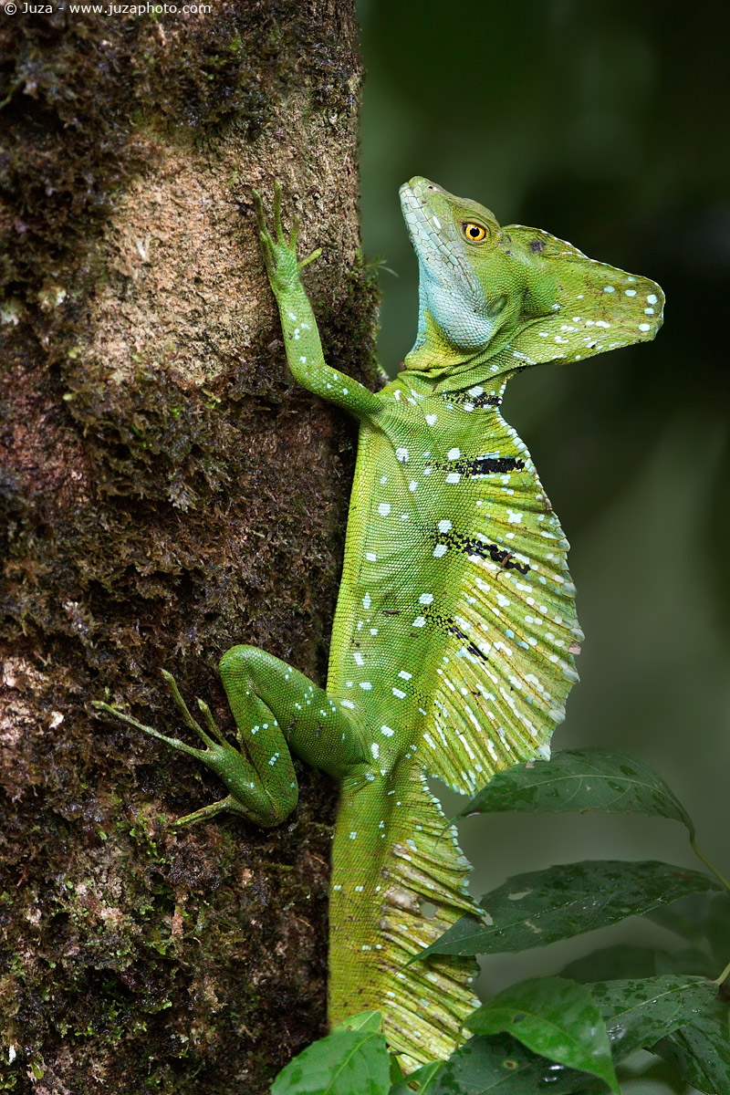 Plumed Basilisk, 010902