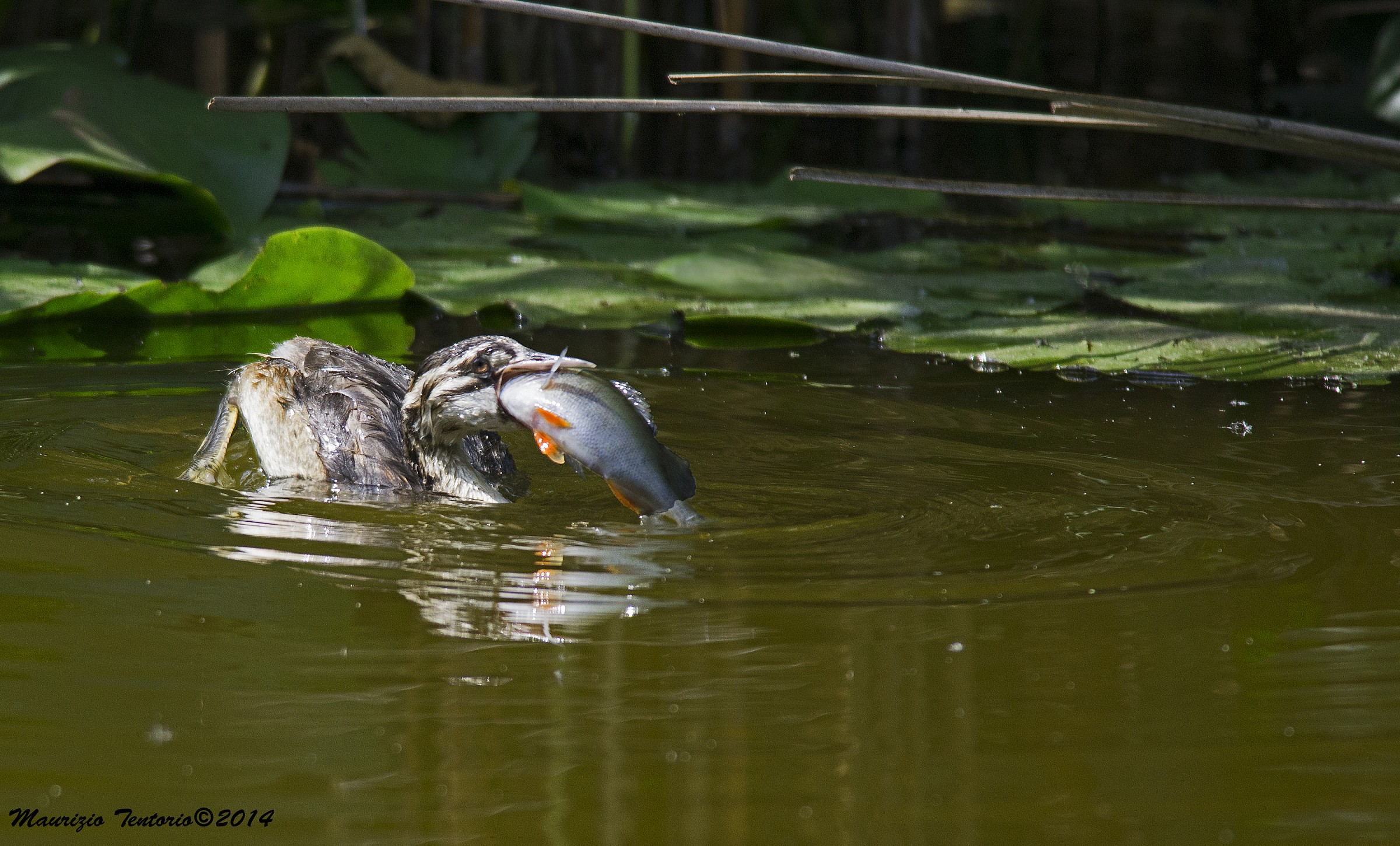 Grebe with prey