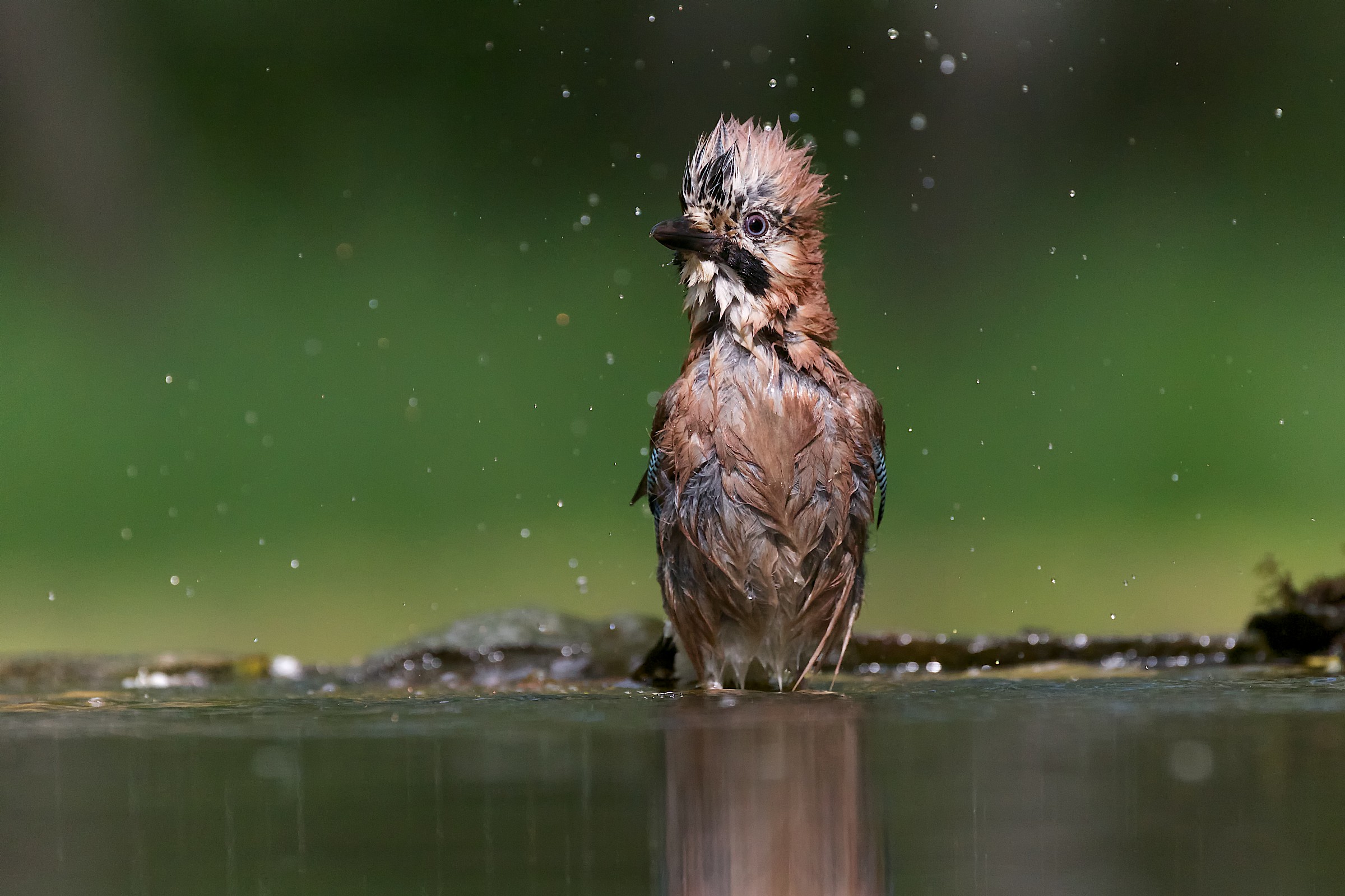After the bath - Jay