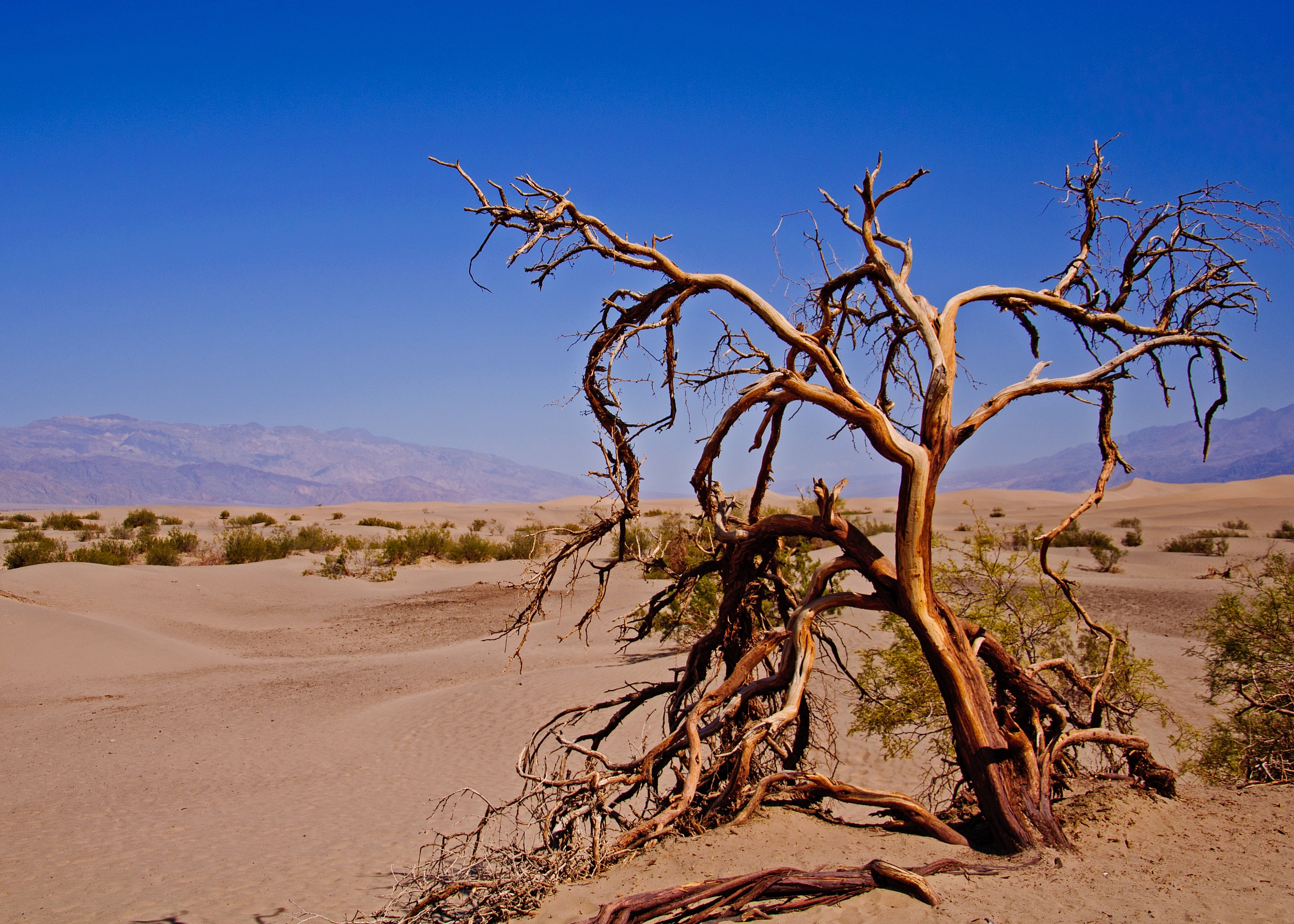 Desert tree