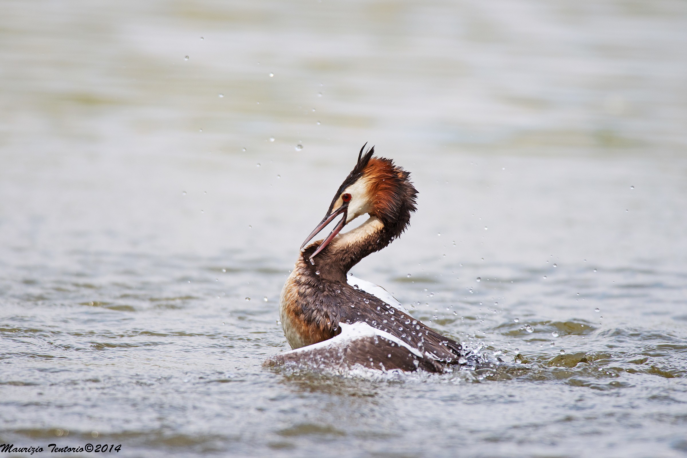 Grebe