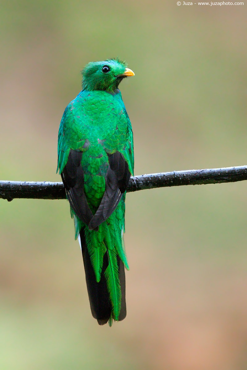 Pharomachrus mocinno (Quetzal), 010 954