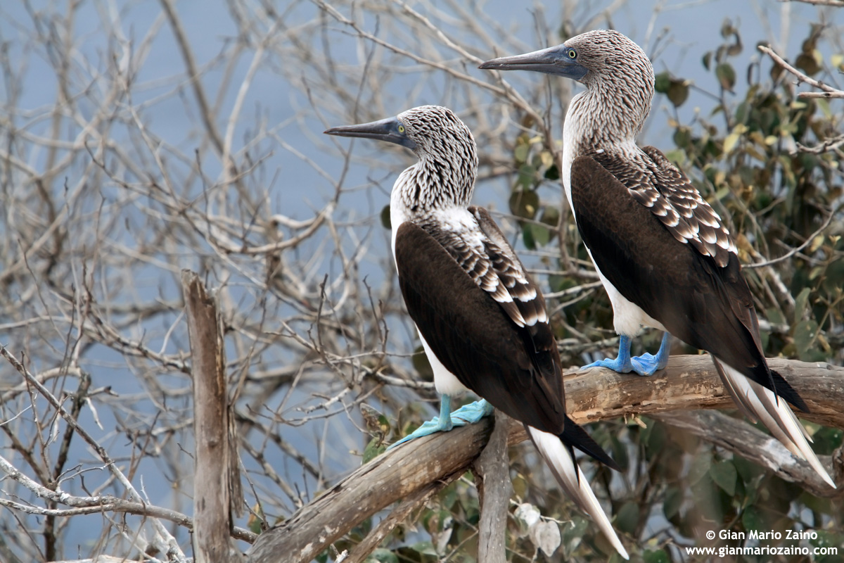 Sula nebouxii / Blue-footed Booby / Blue-footed booby