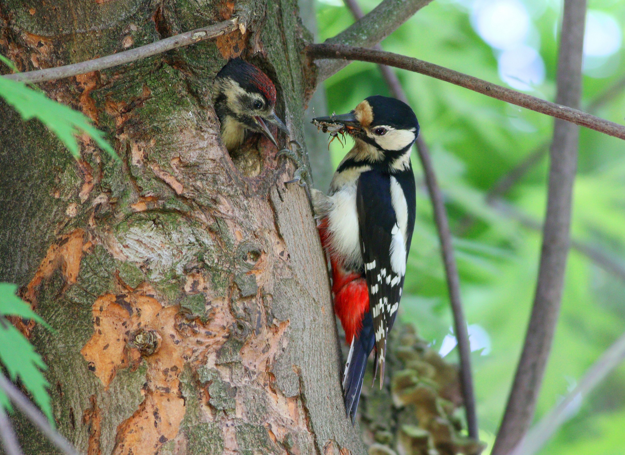 Great Spotted Woodpecker