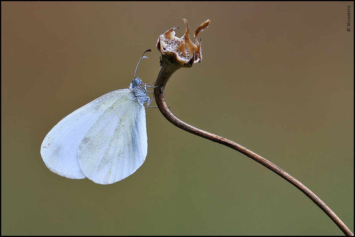 Semplicemente Bianca