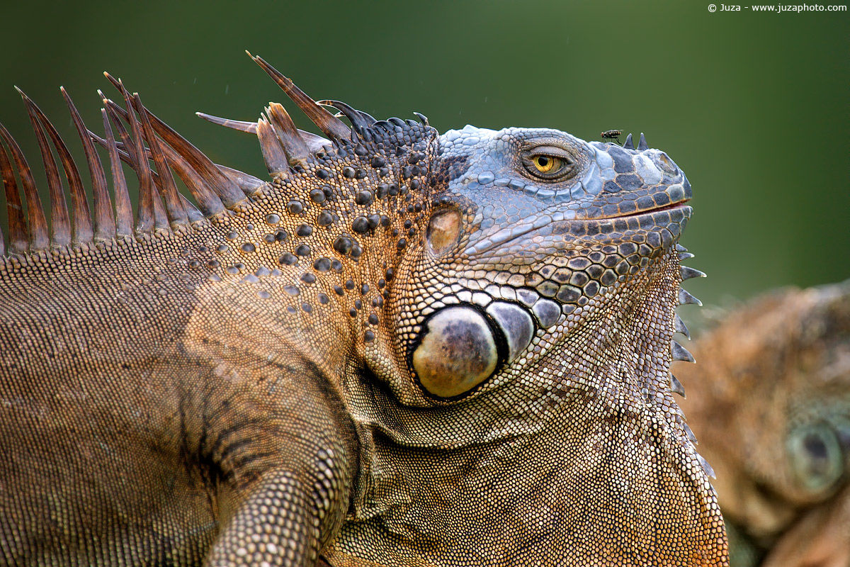 Iguana iguana (Iguana Verde), 008883