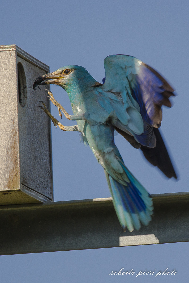 to the nest Jay Marina