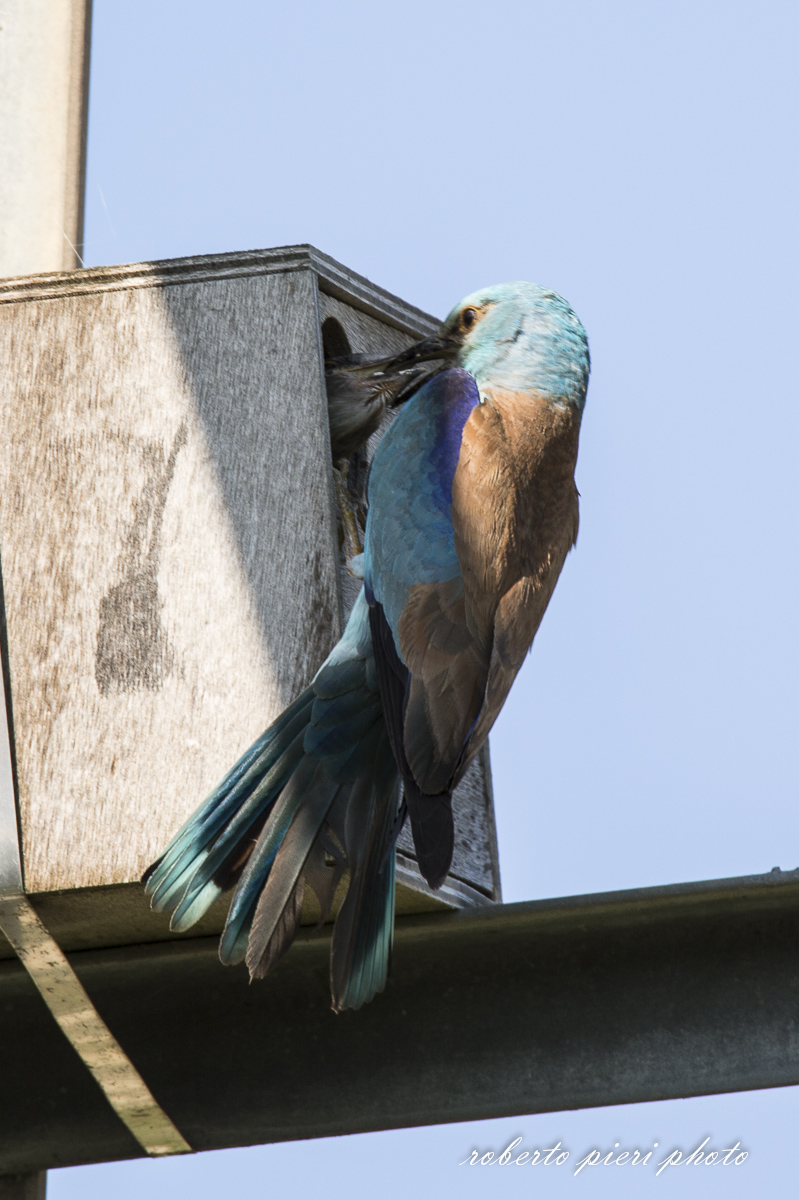 breakfast is ready small