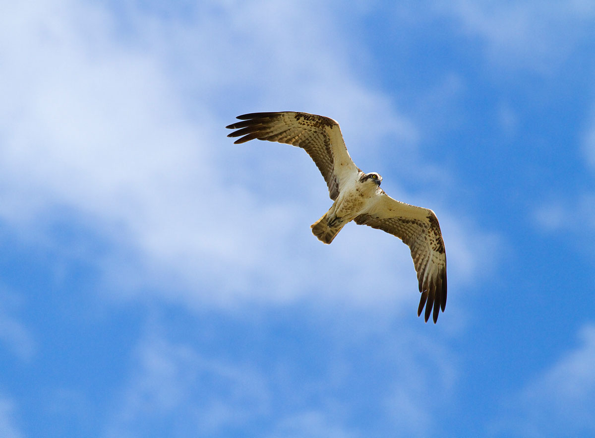 osprey