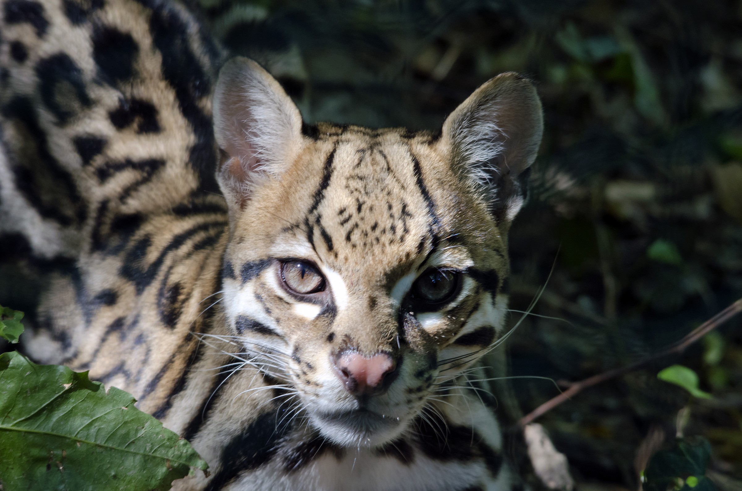 ocelot