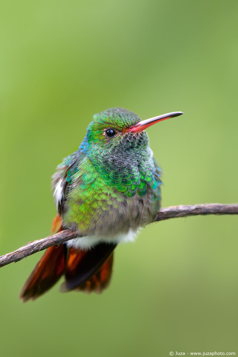 Amazilia tzacatl (Colibri) 008863