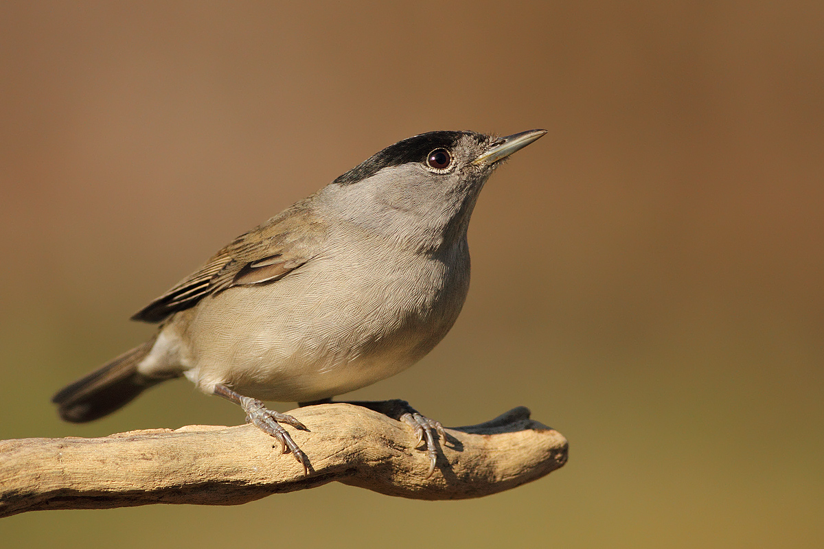 Blackcap