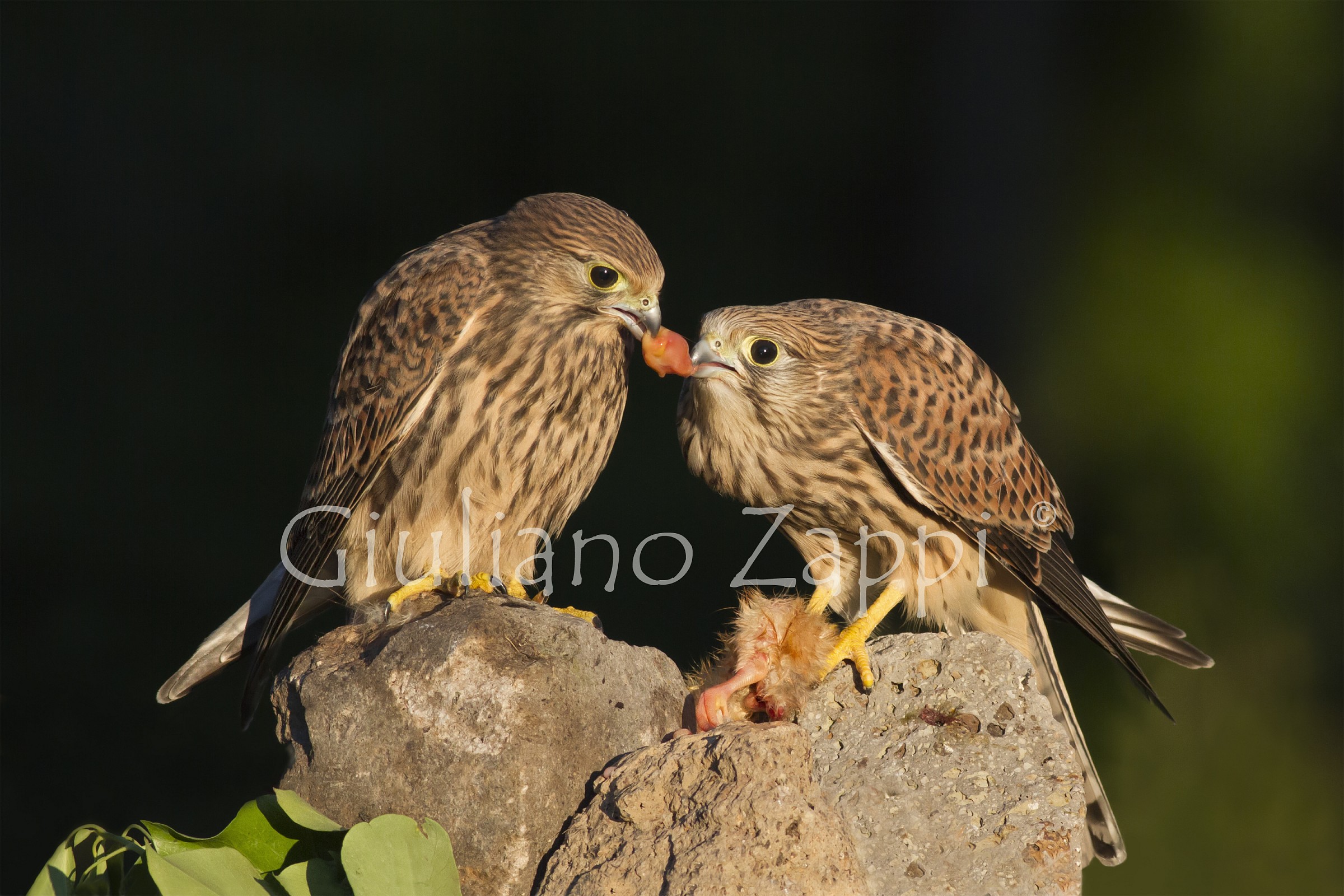Tenderness between predators