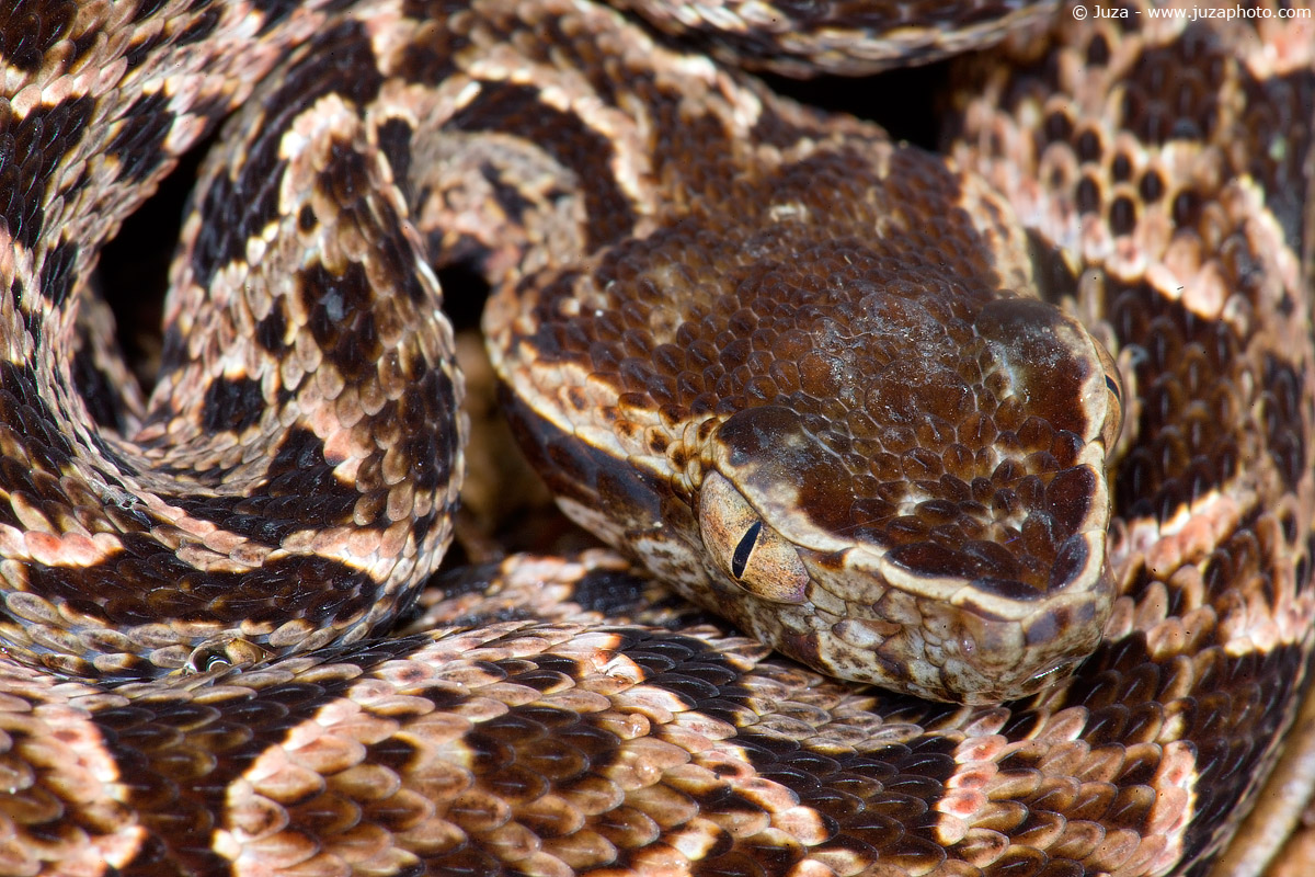 Bothrops asper, 008799