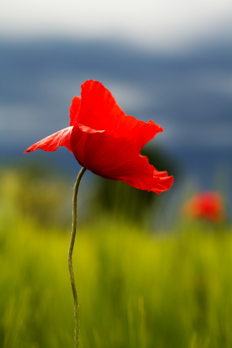 Papavero in campodi grano