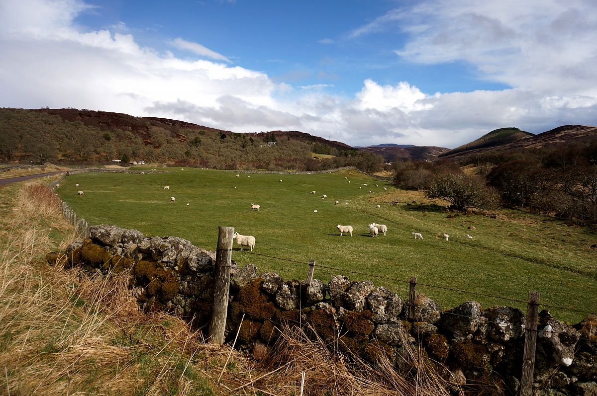 Pascoli nelle Highlands