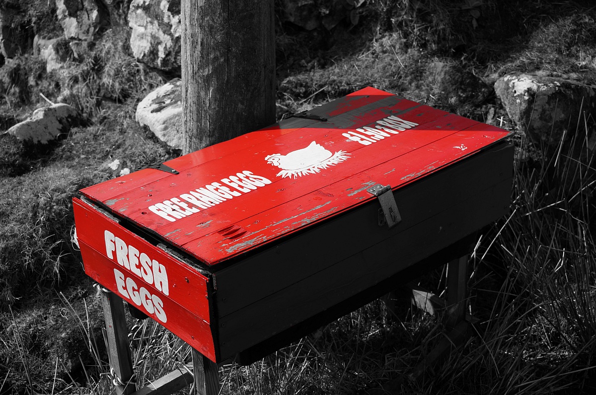 Highlands' Fresh Eggs