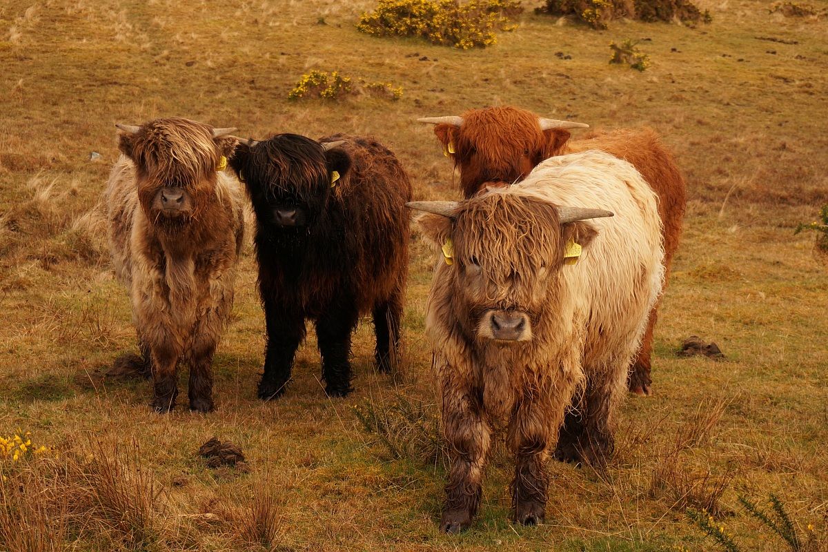Fattoria delle Highlands, sulla strada