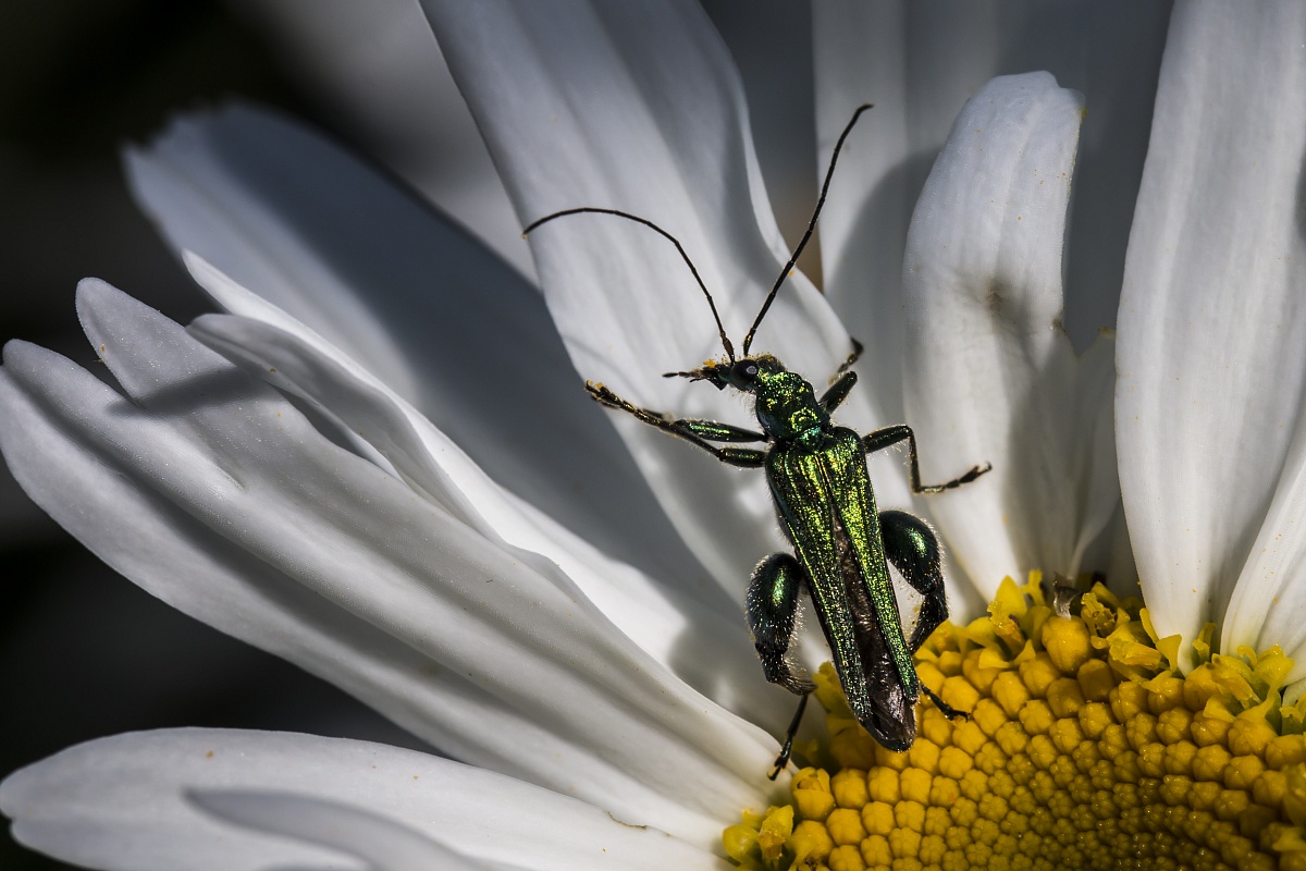 Oedemera Nobilis