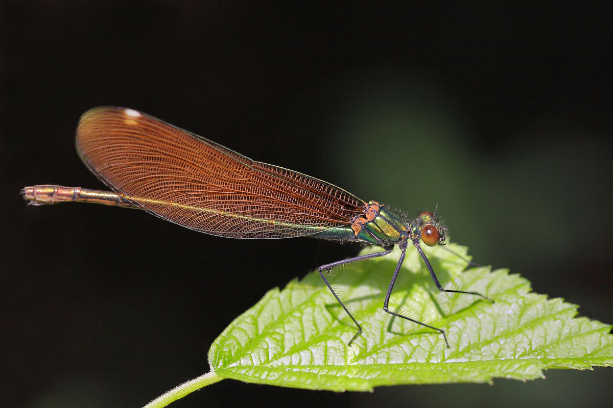 Calopteryx virgo (esemplare femmina)