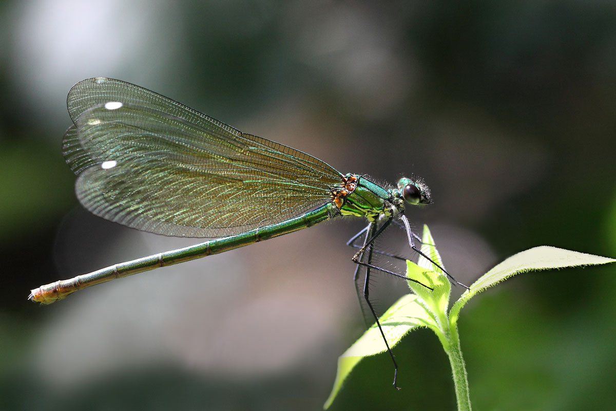 Calopteryx splendens F