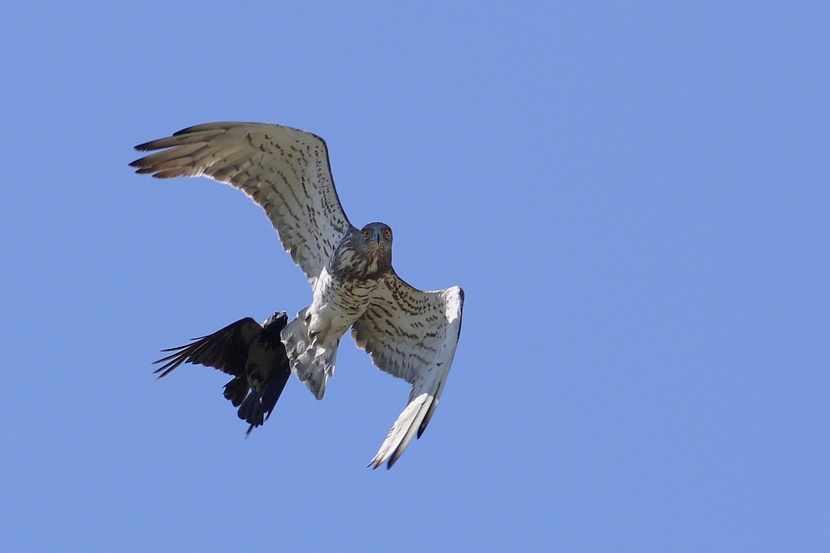 mobbing crow vs toed