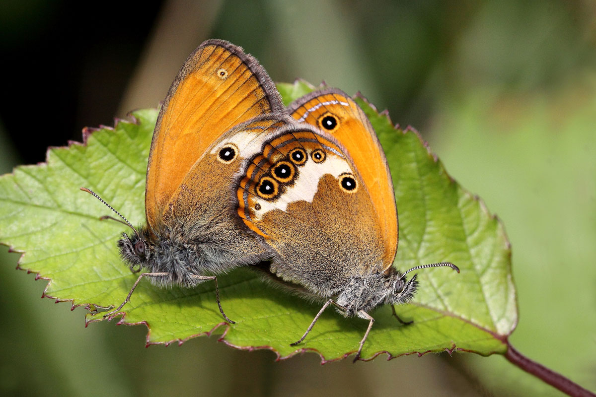 Coenonympha arcania (in accoppiamento)