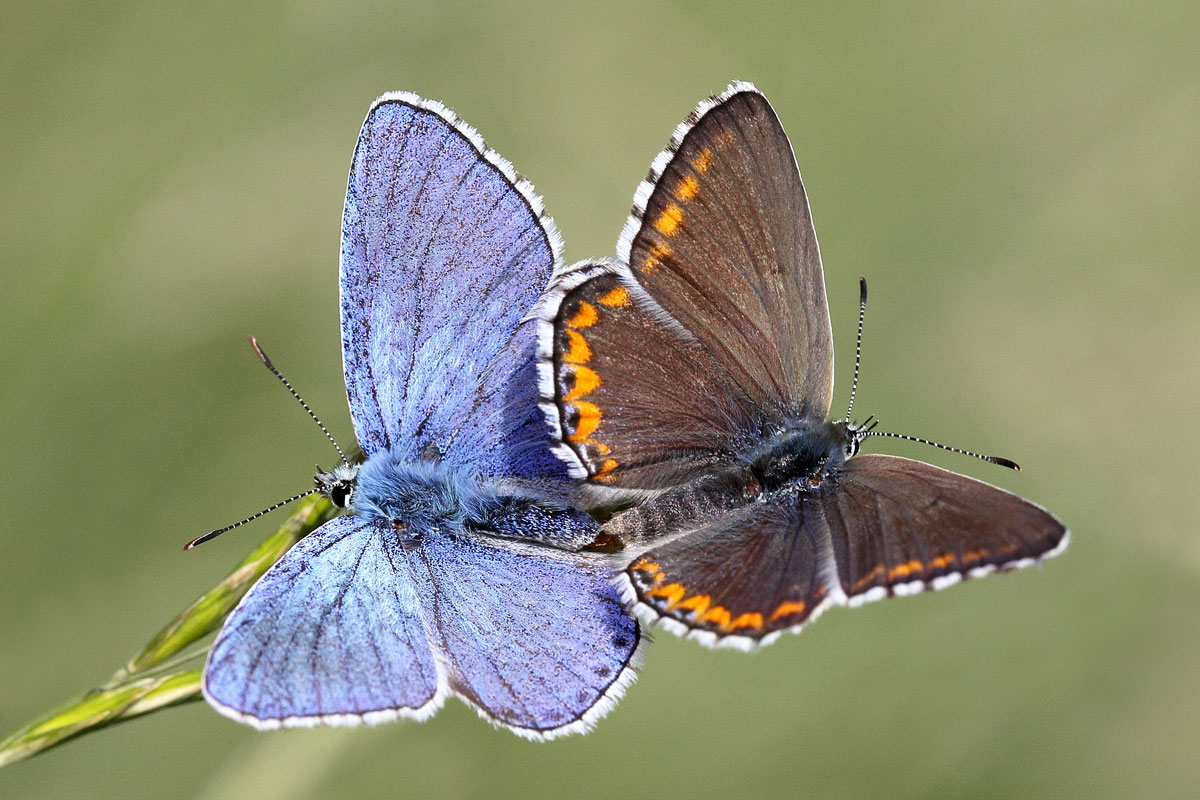 Polyommatus bellargus M + F