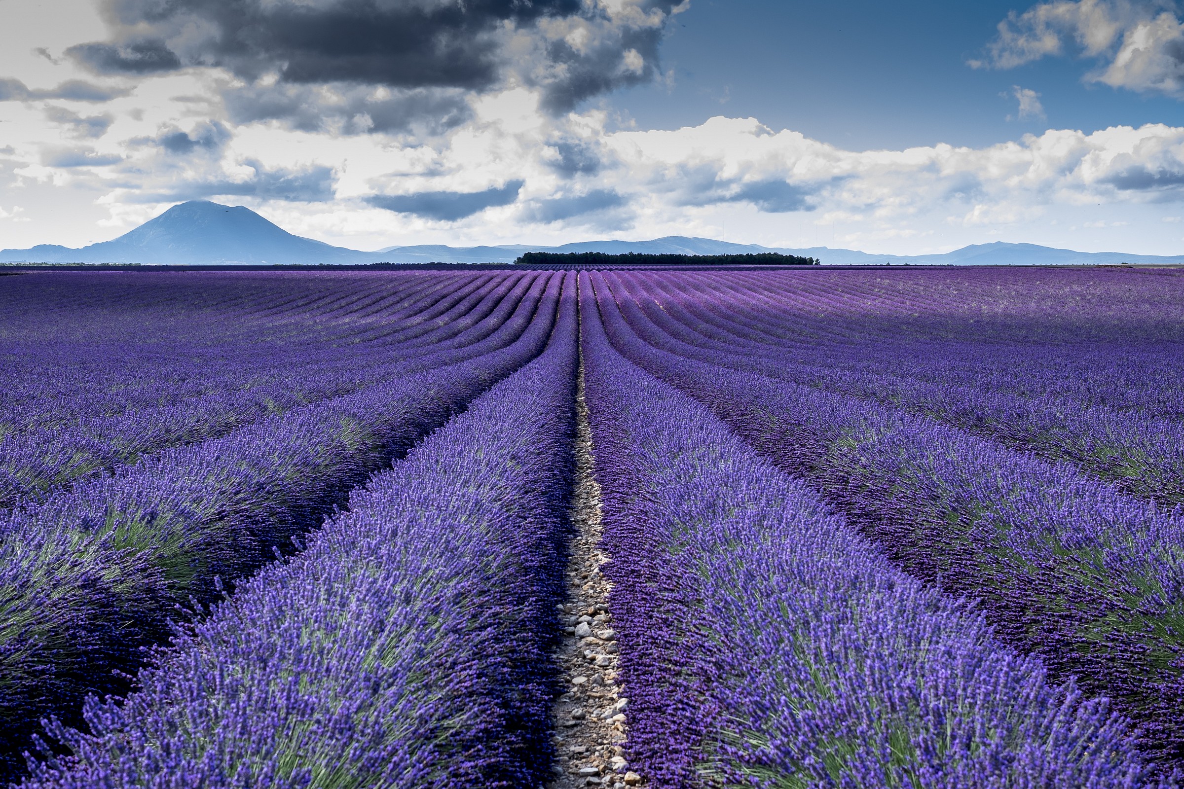 Plateau Lavanda