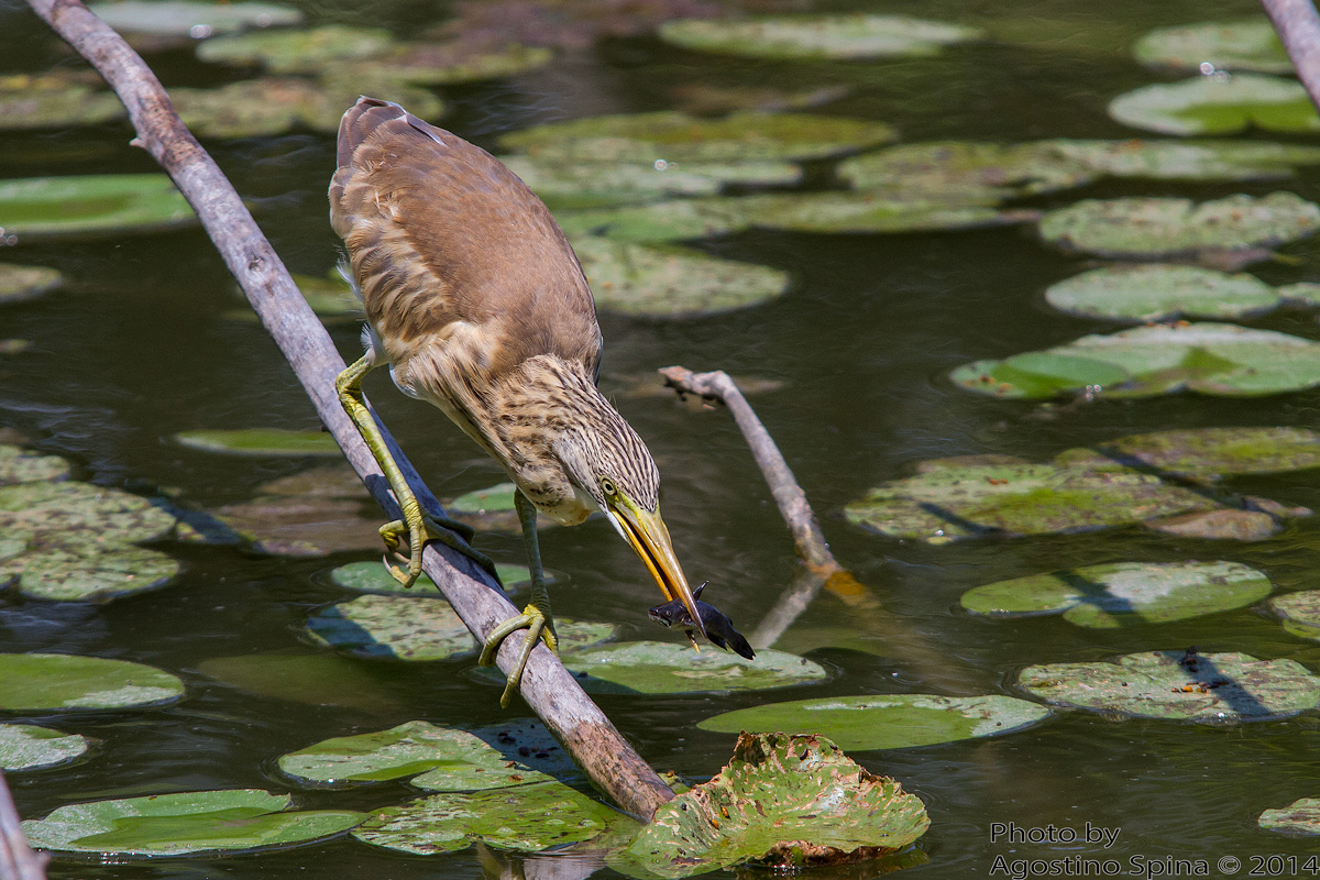 Catfish for breakfast 2
