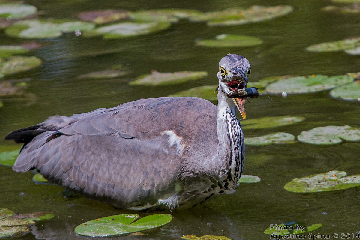 Catfish for breakfast 3