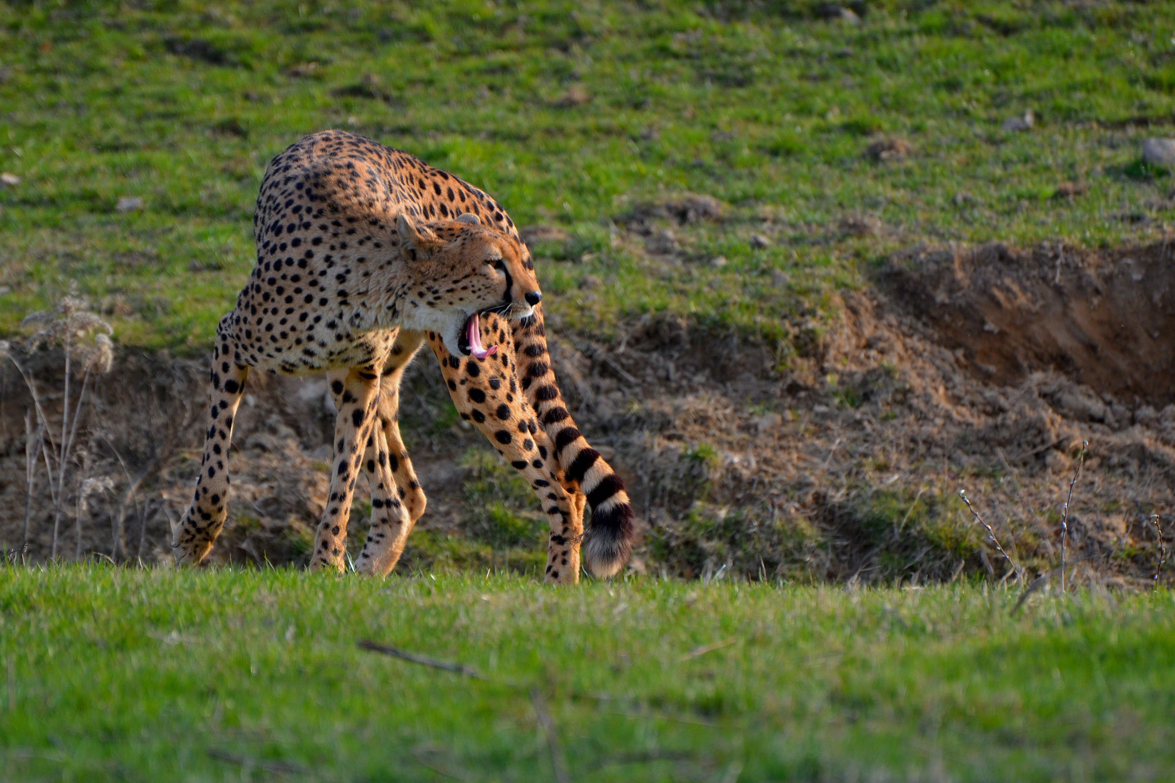Ghepardo nel parco di Varallo Pombia