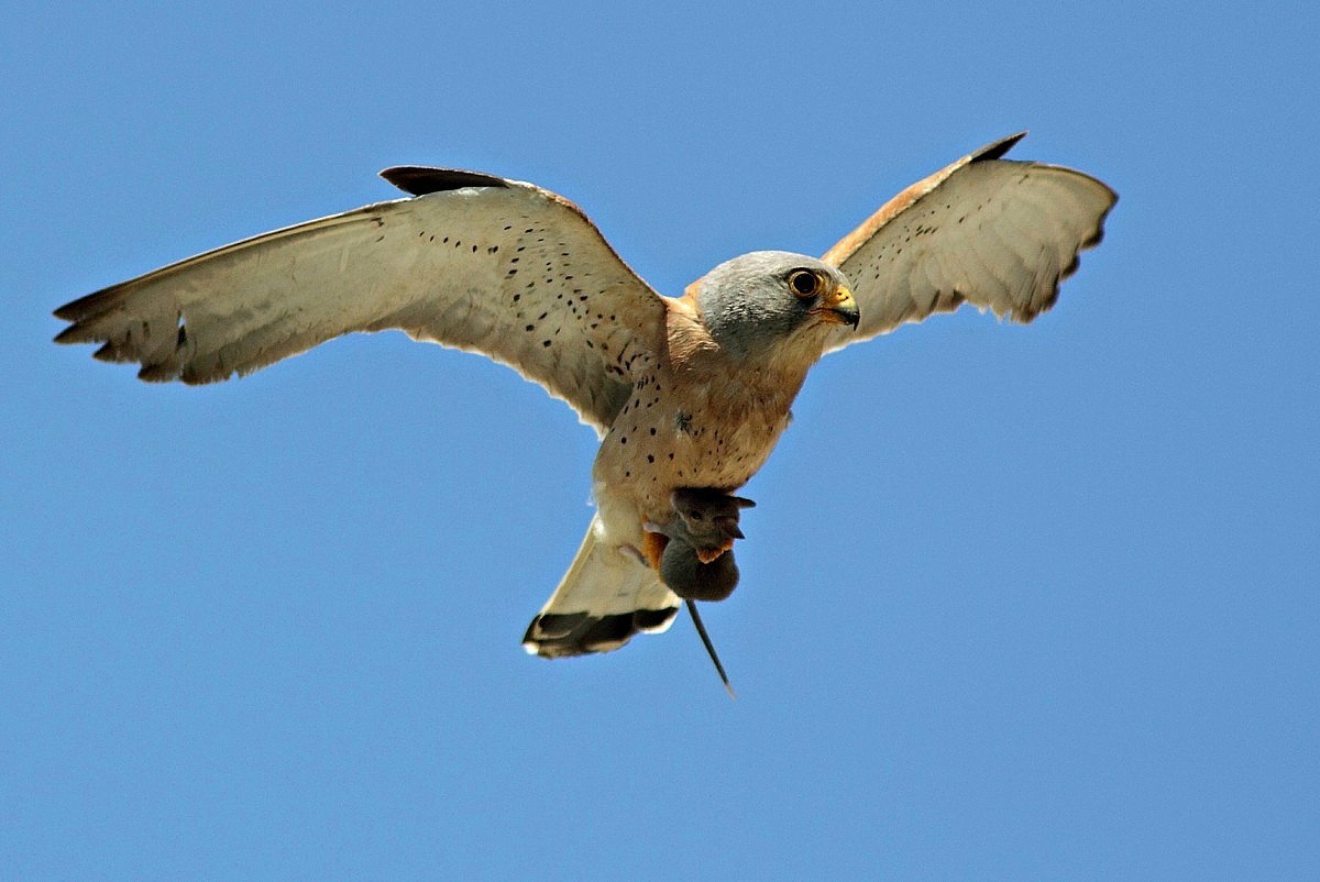 Grillaio-Abbraccio mortale