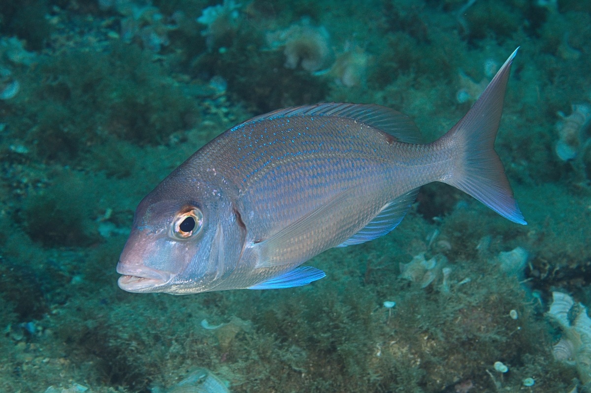 Sea bream