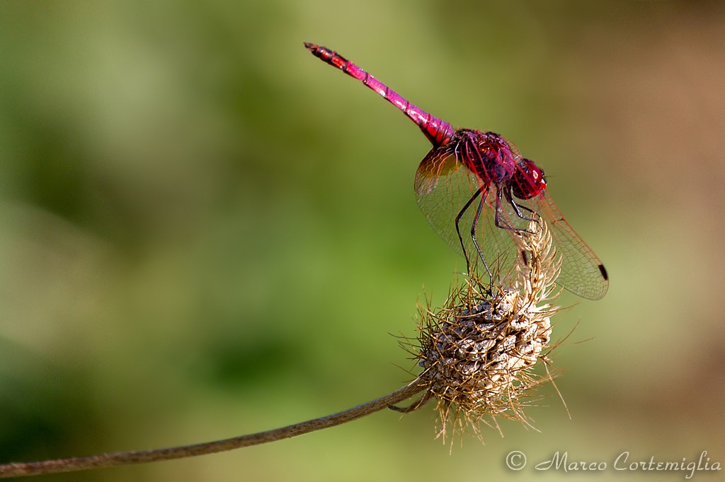 Trithemis annulata