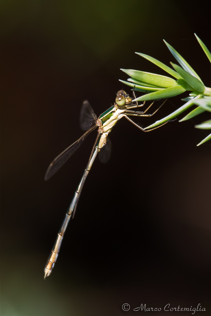 Lestes sp.