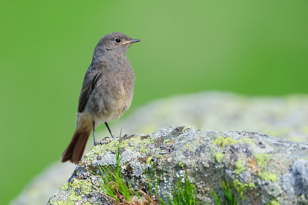 Codirosso spazzacamino Juv