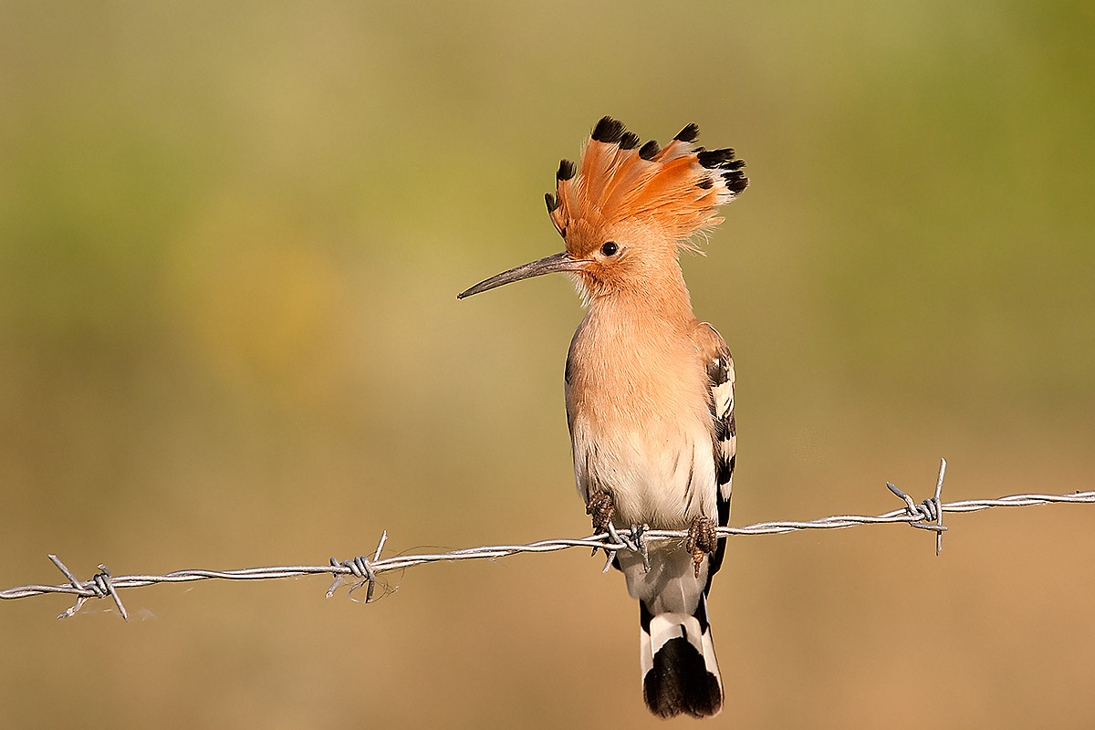 Hoopoe