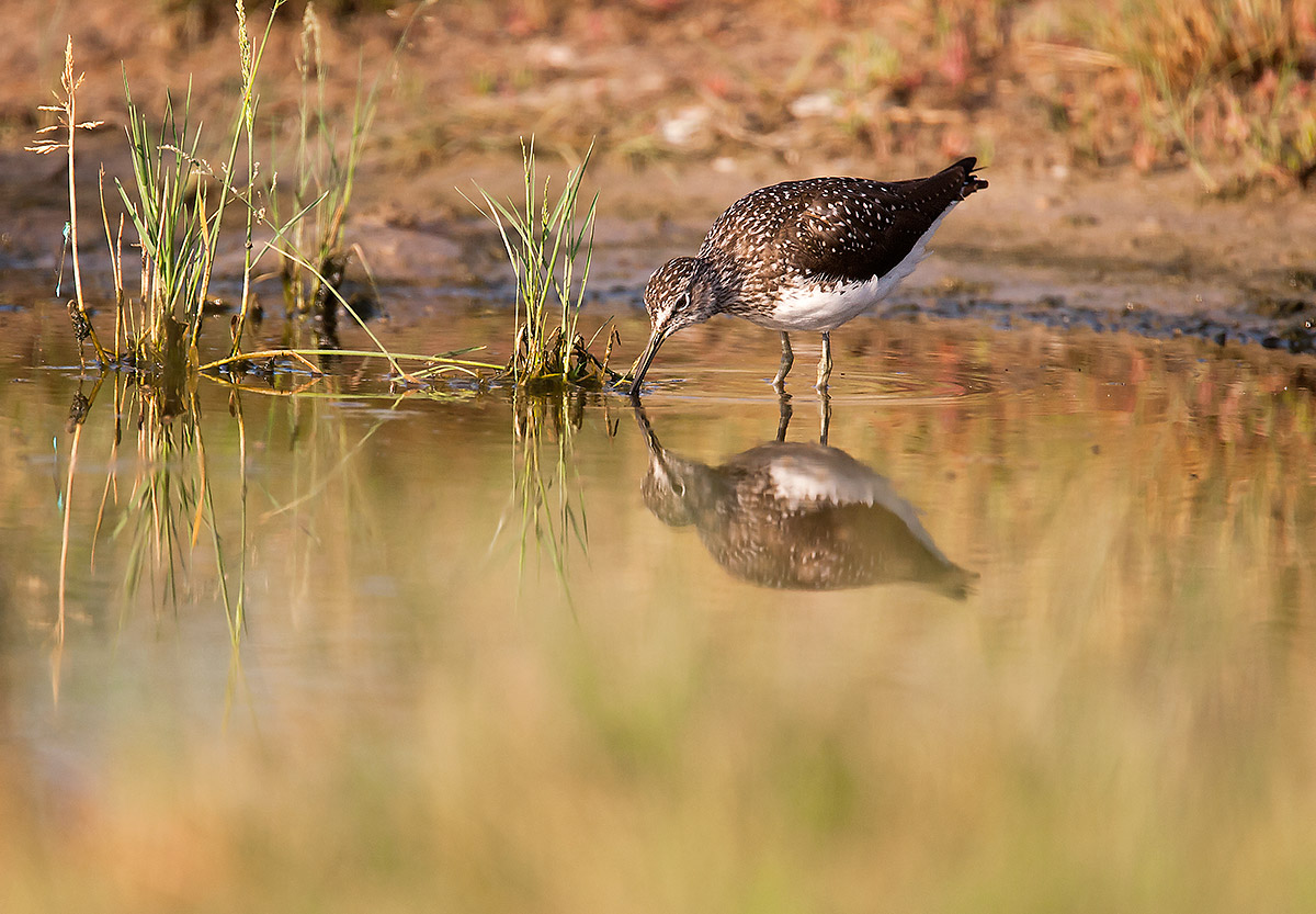 Wood Sandpiper