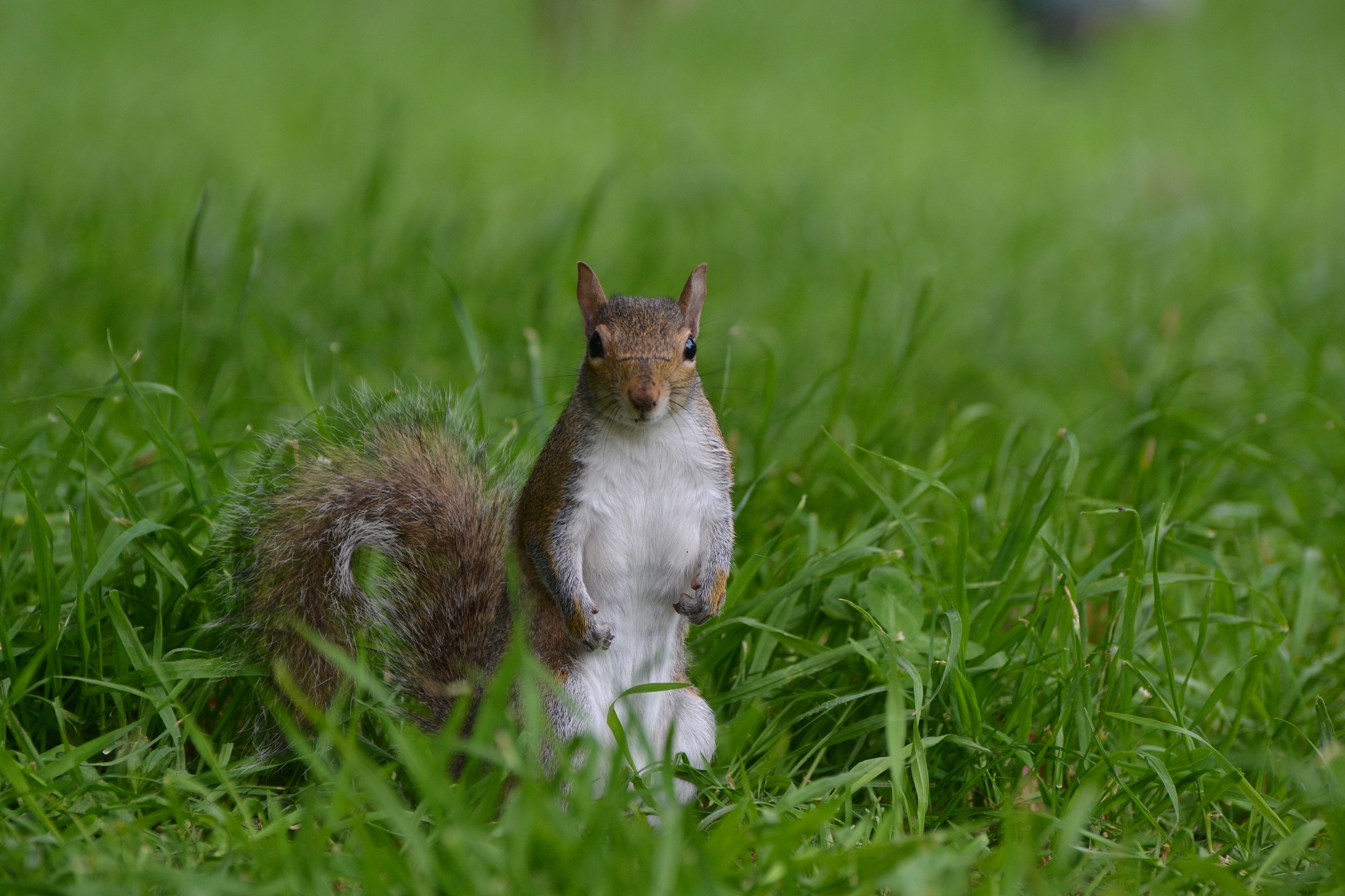 Scoiattolo nel parco di Nervi