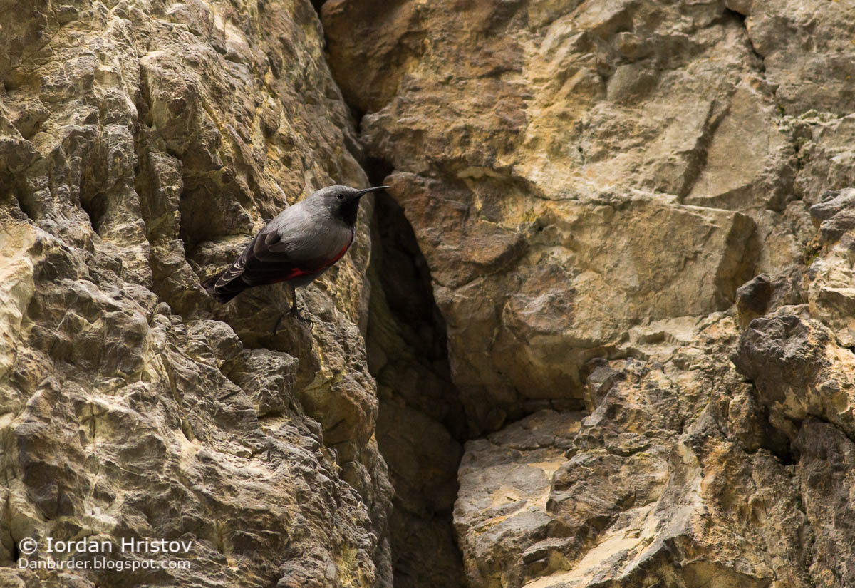 Wallcreeper photography in Bulgaria